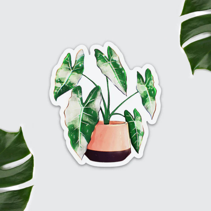 Alocasia Frydek Variegata Magnet