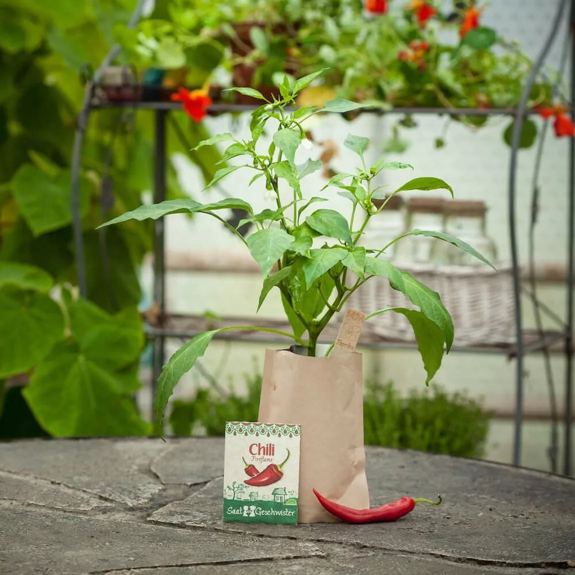 Minigarten - Chili "Fireflame"