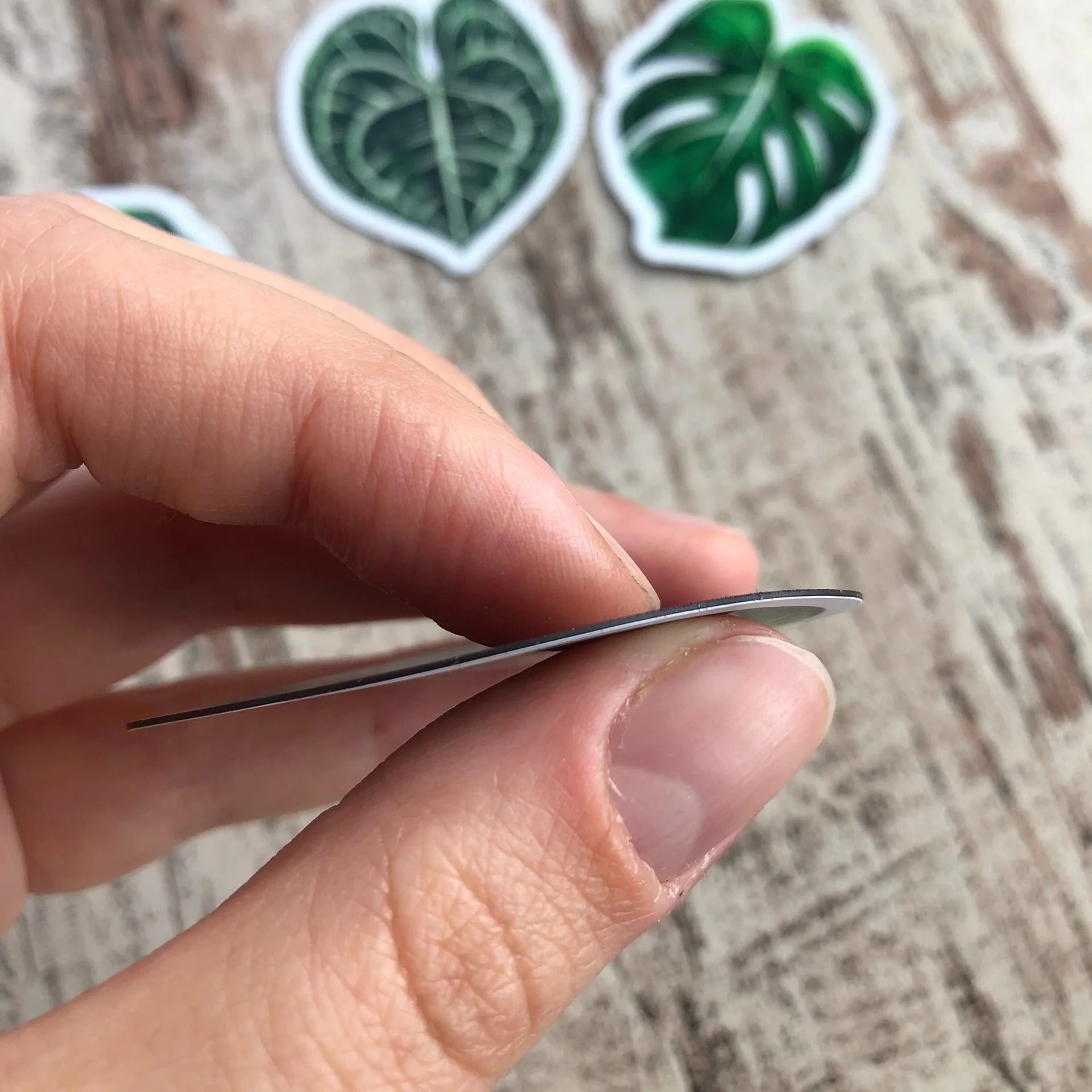 Magnet Alocasia Frydek
