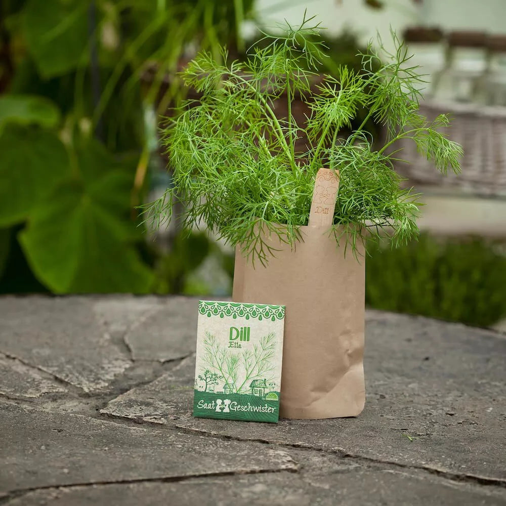 Minigarten / Saatgut - Dill