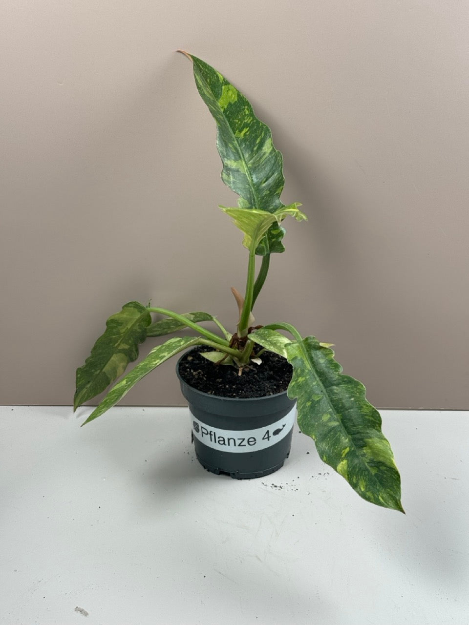 Philodendron Ring of Fire