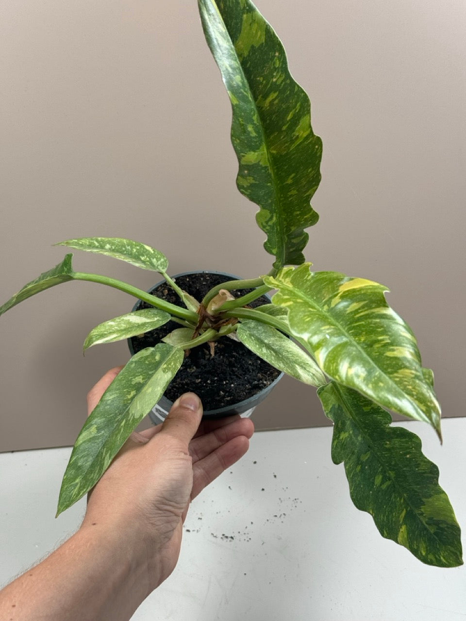 Philodendron Ring of Fire