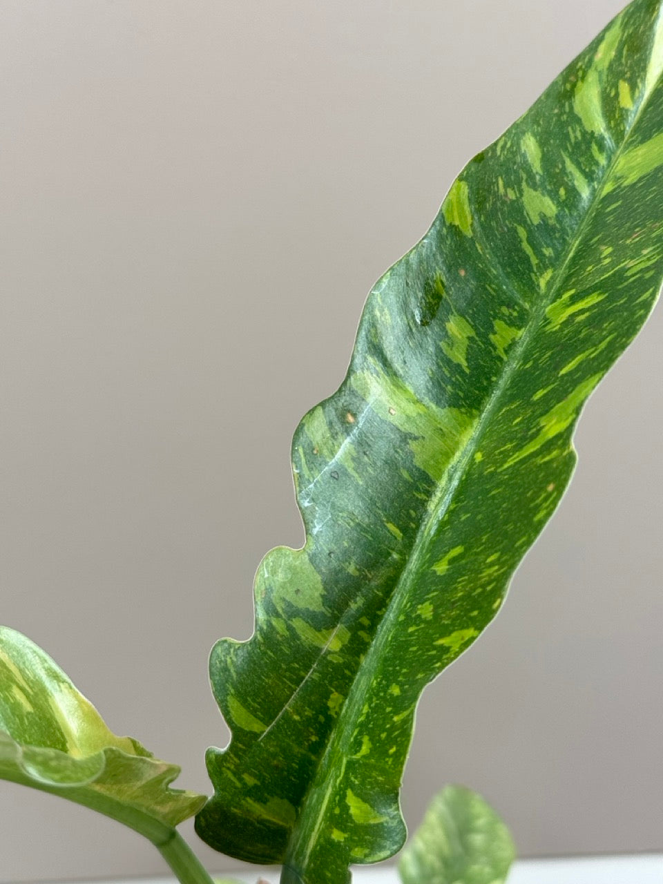 Philodendron Ring of Fire