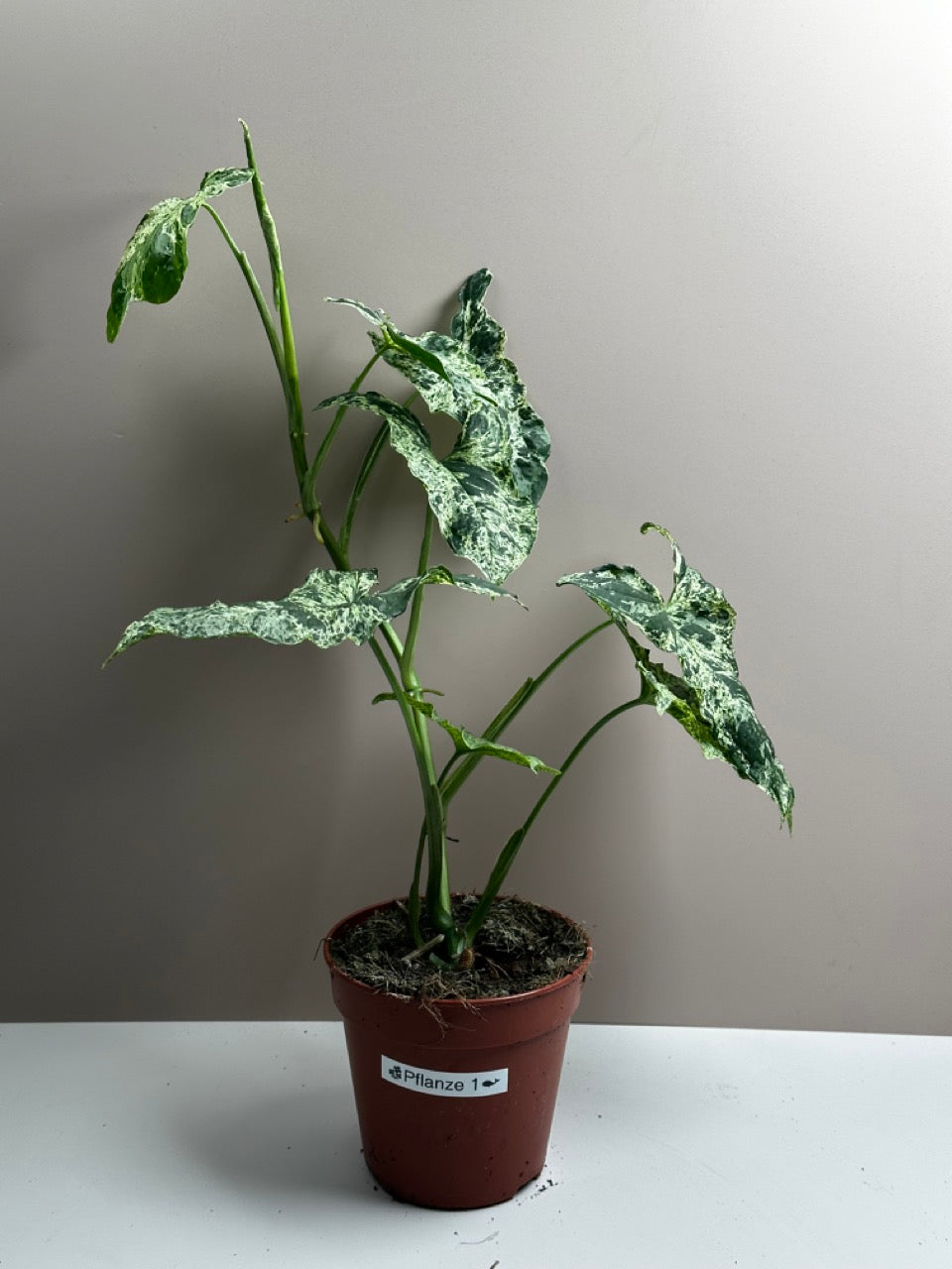 Syngonium Mottled Mojito