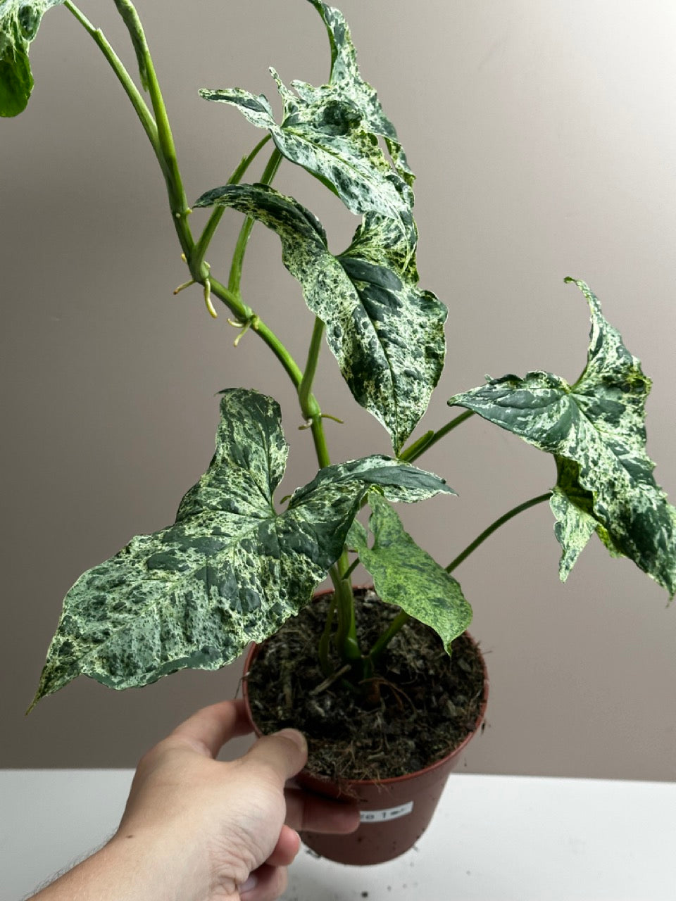 Syngonium Mottled Mojito