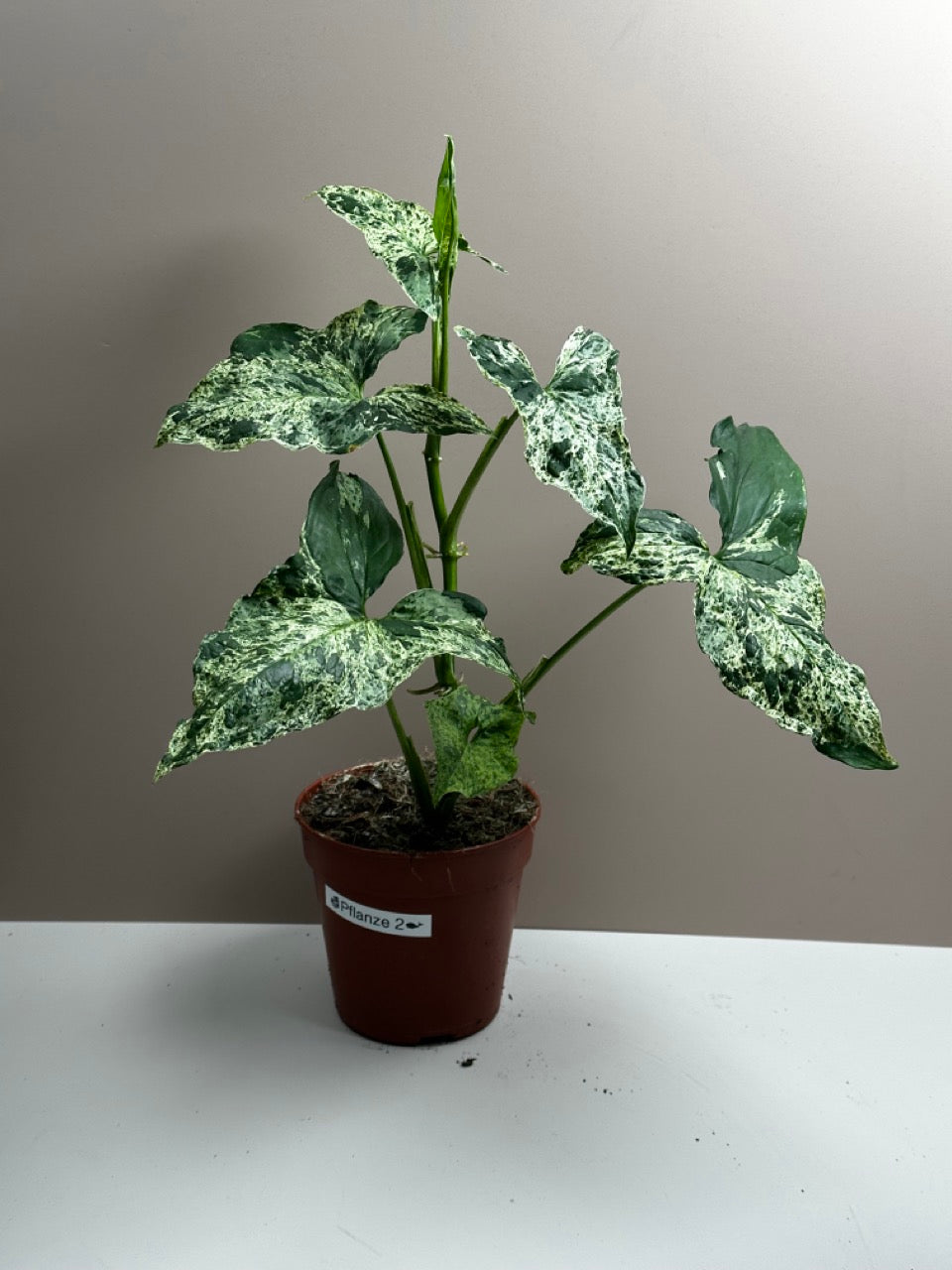Syngonium Mottled Mojito