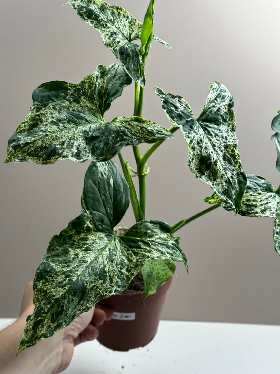 Syngonium Mottled Mojito