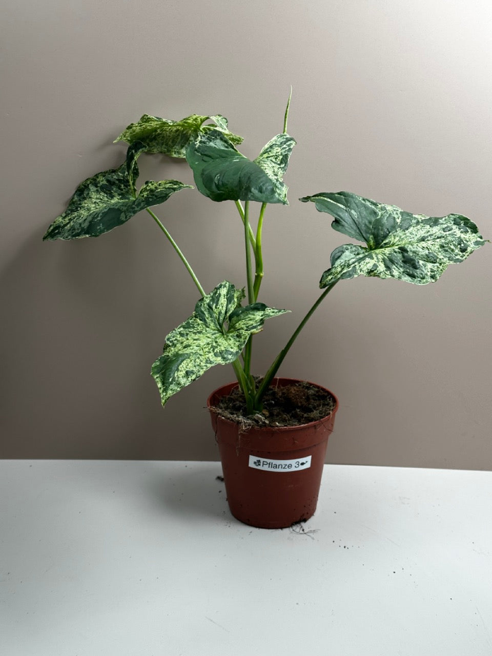 Syngonium Mottled Mojito