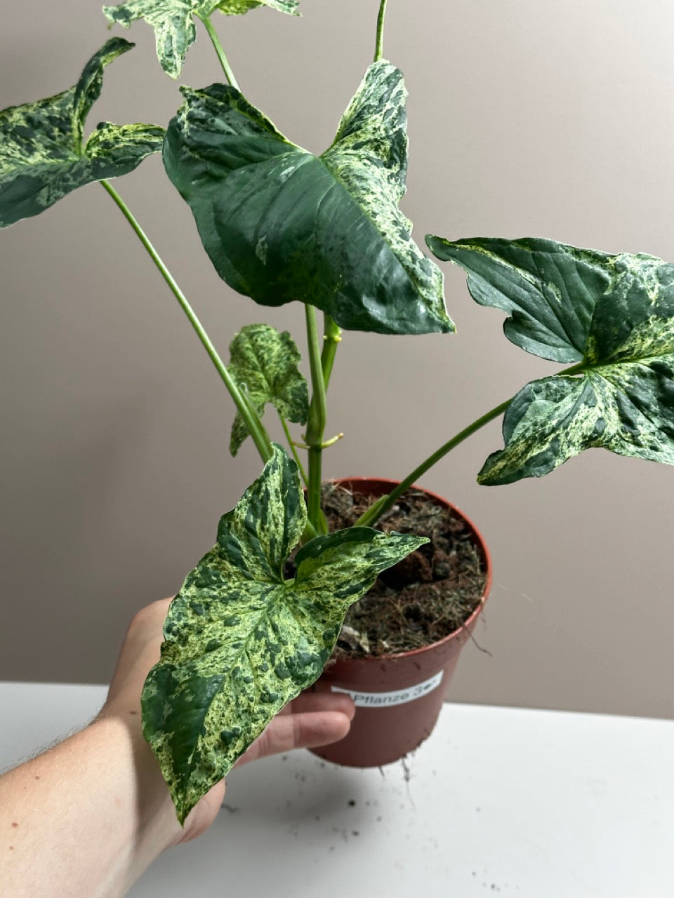 Syngonium Mottled Mojito