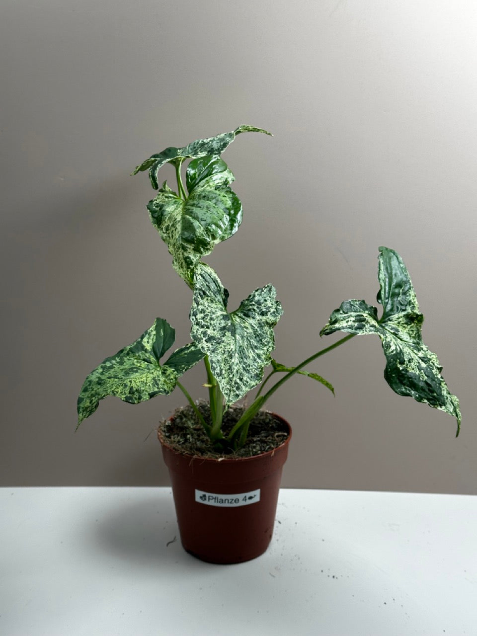 Syngonium Mottled Mojito