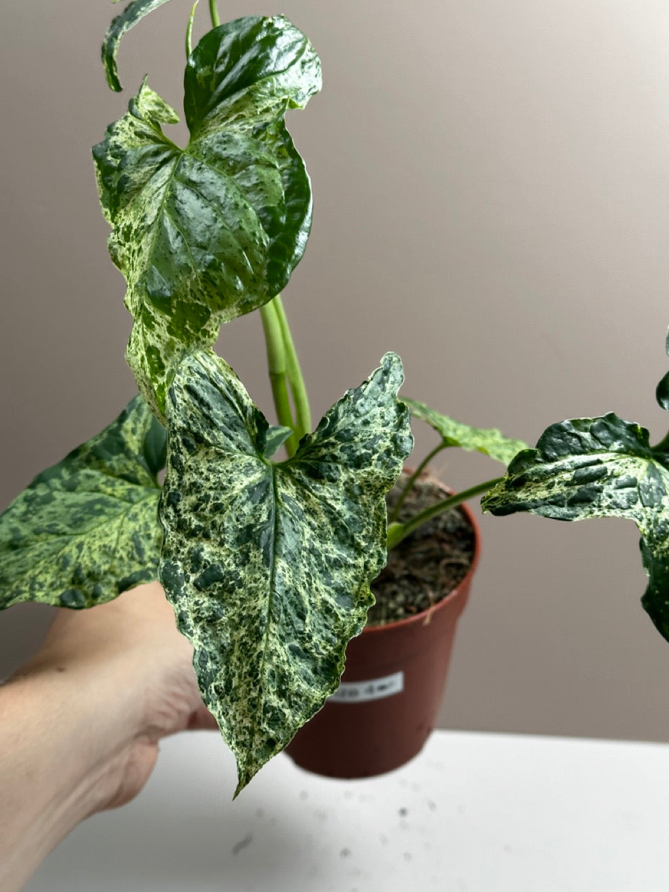 Syngonium Mottled Mojito