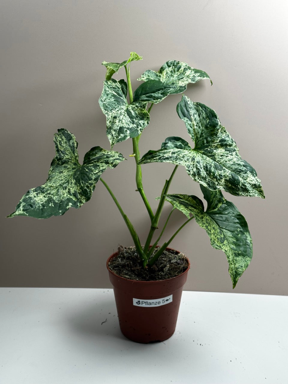 Syngonium Mottled Mojito