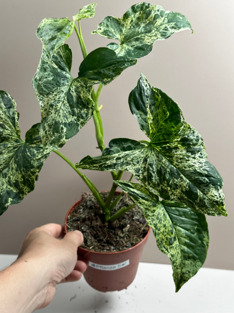 Syngonium Mottled Mojito