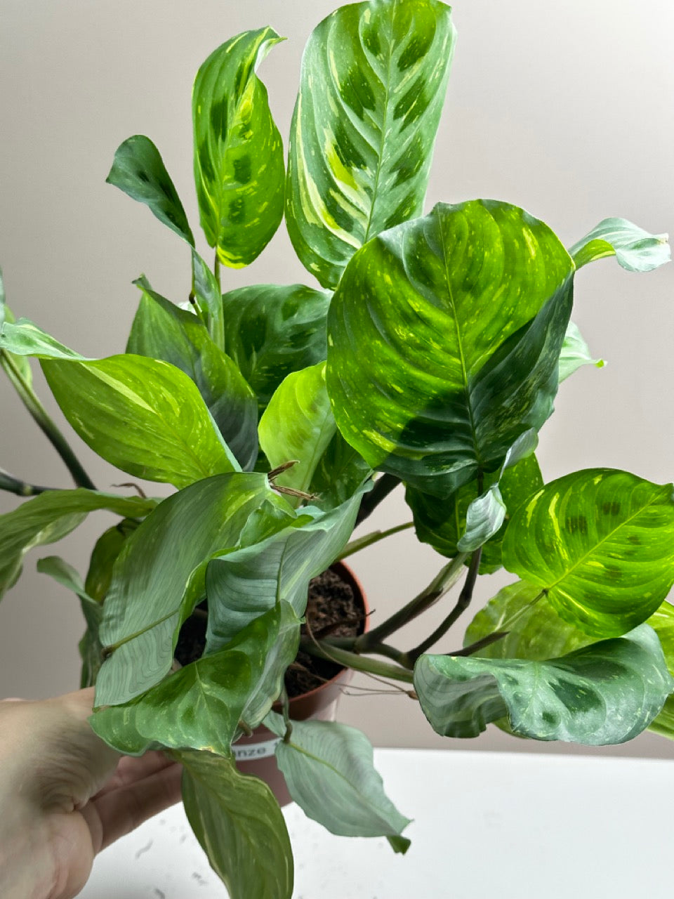 Maranta Kerchoveana variegata