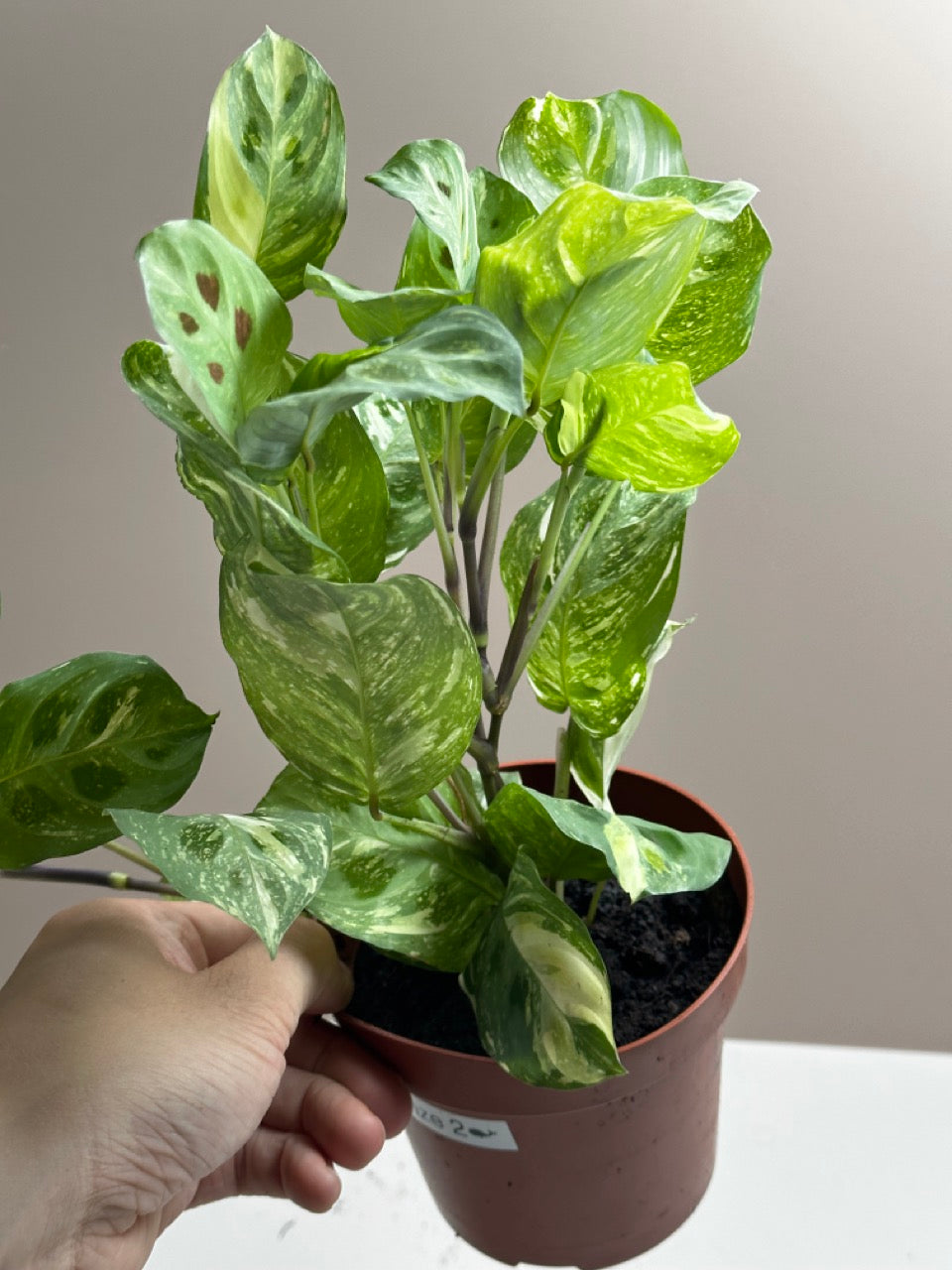 Maranta Kerchoveana variegata