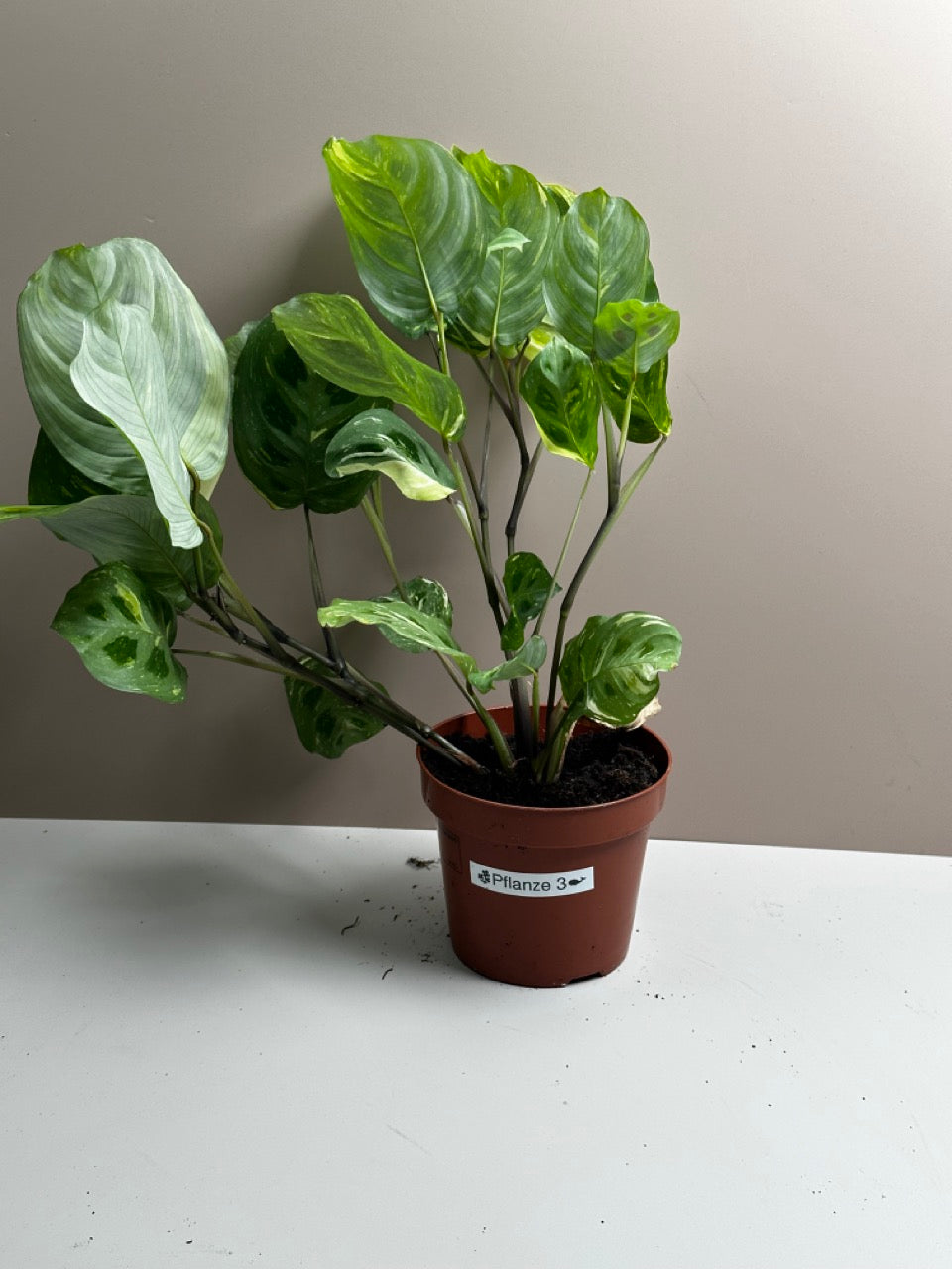 Maranta Kerchoveana variegata