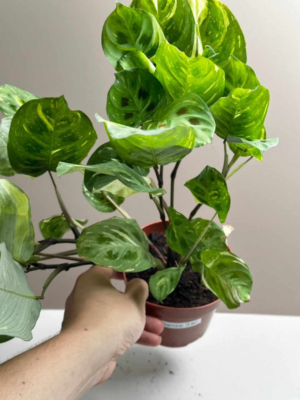 Maranta Kerchoveana variegata