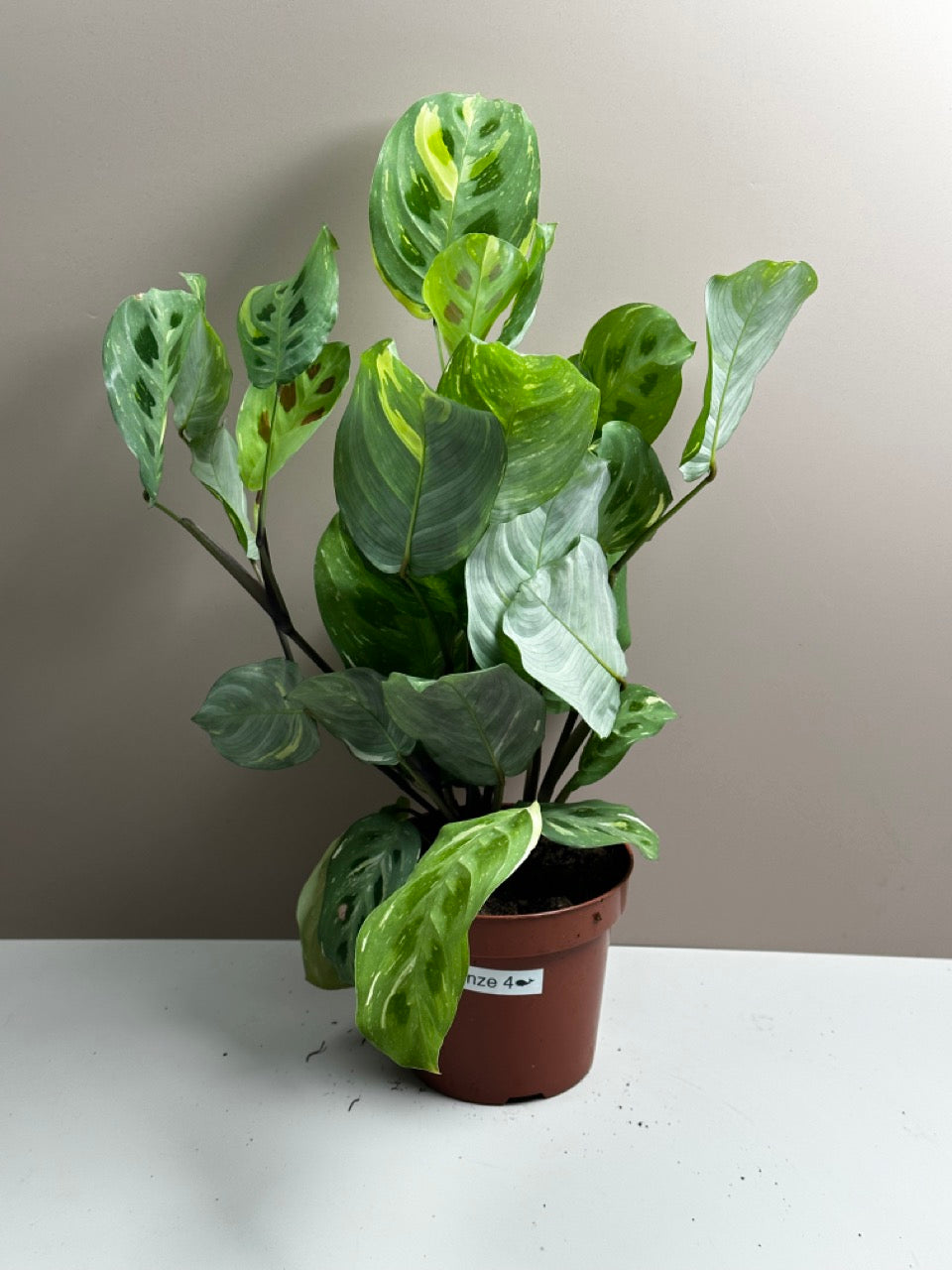 Maranta Kerchoveana variegata
