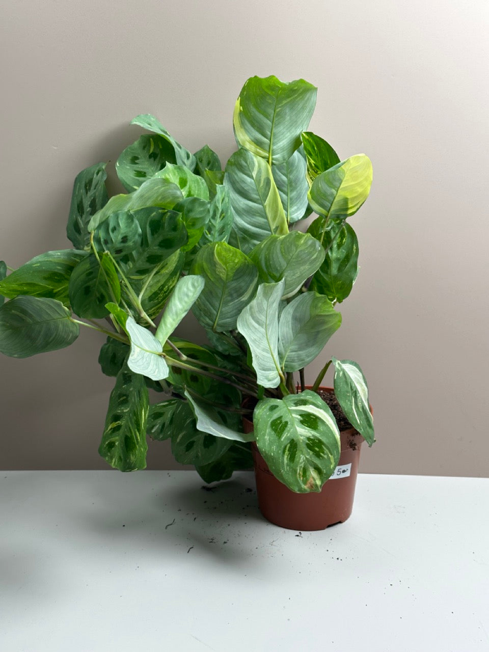 Maranta Kerchoveana variegata