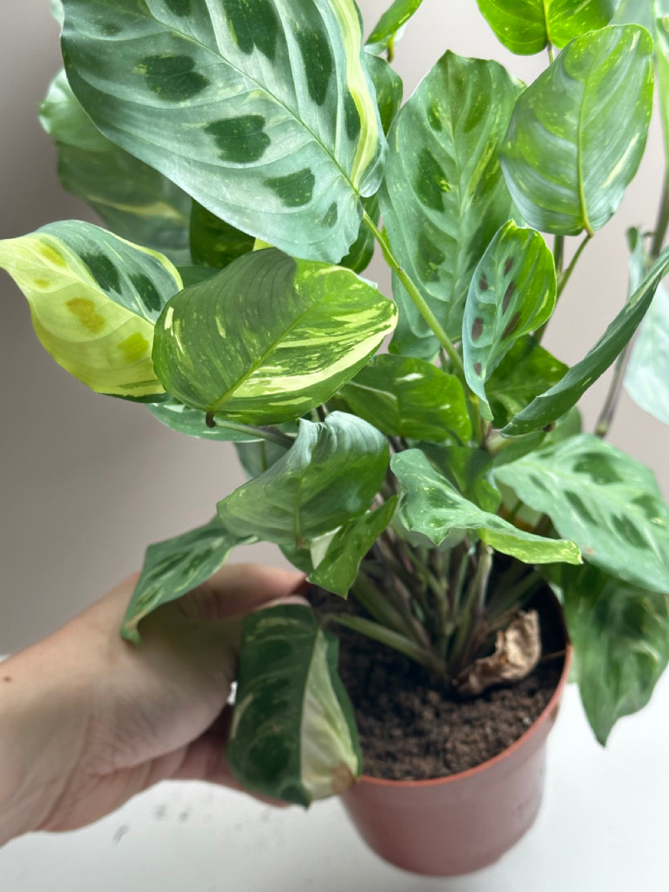 Maranta Kerchoveana variegata