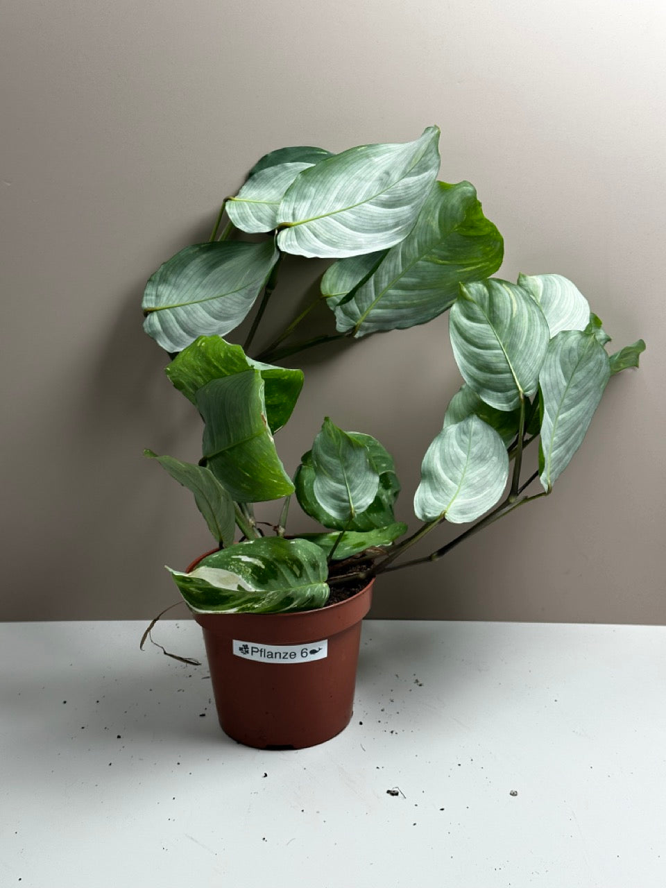 Maranta Kerchoveana variegata