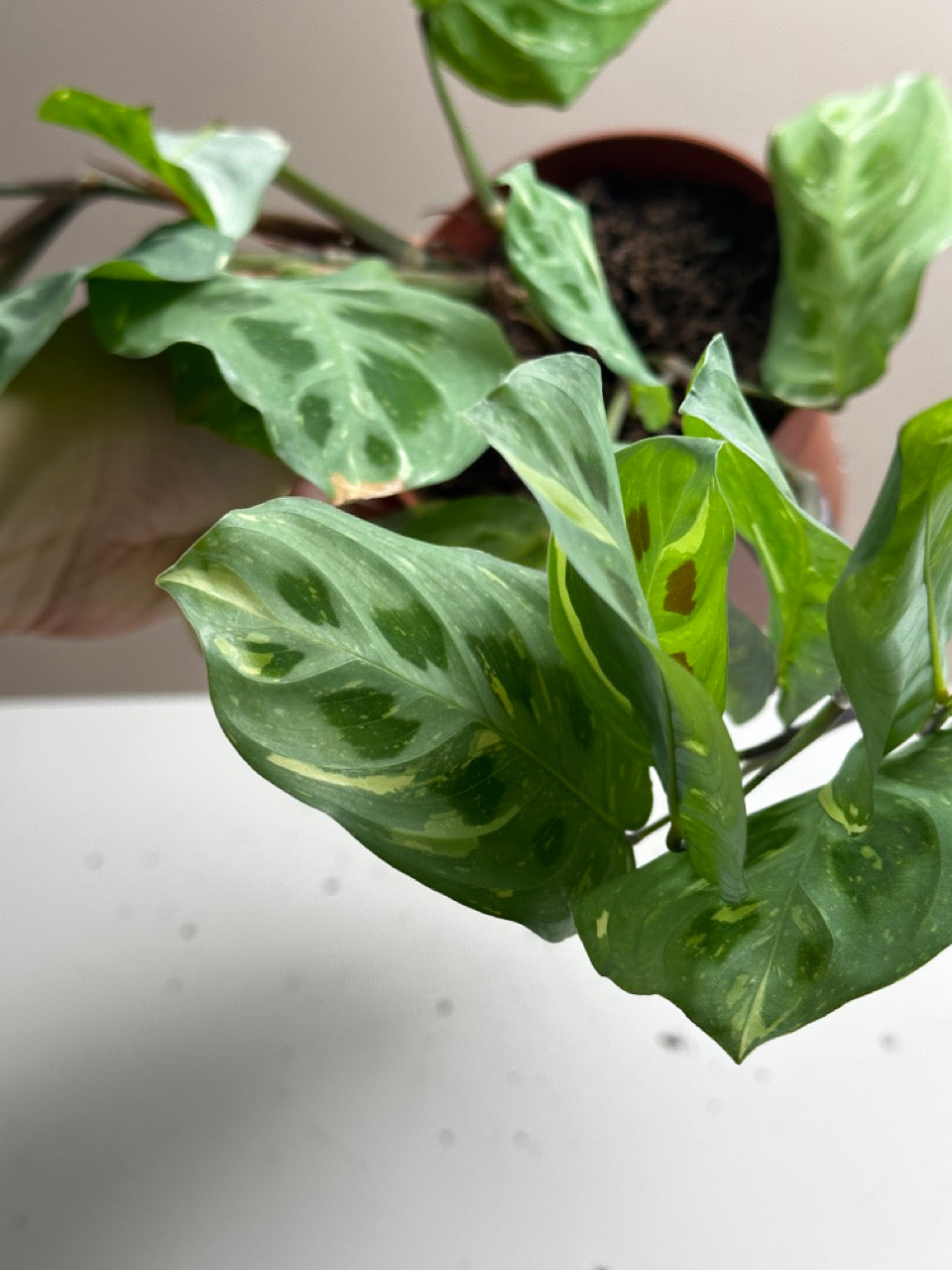 Maranta Kerchoveana variegata
