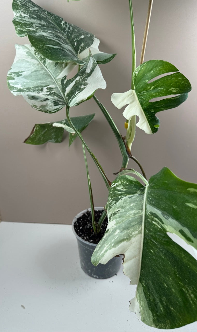 Monstera Variegata / 2. Chance