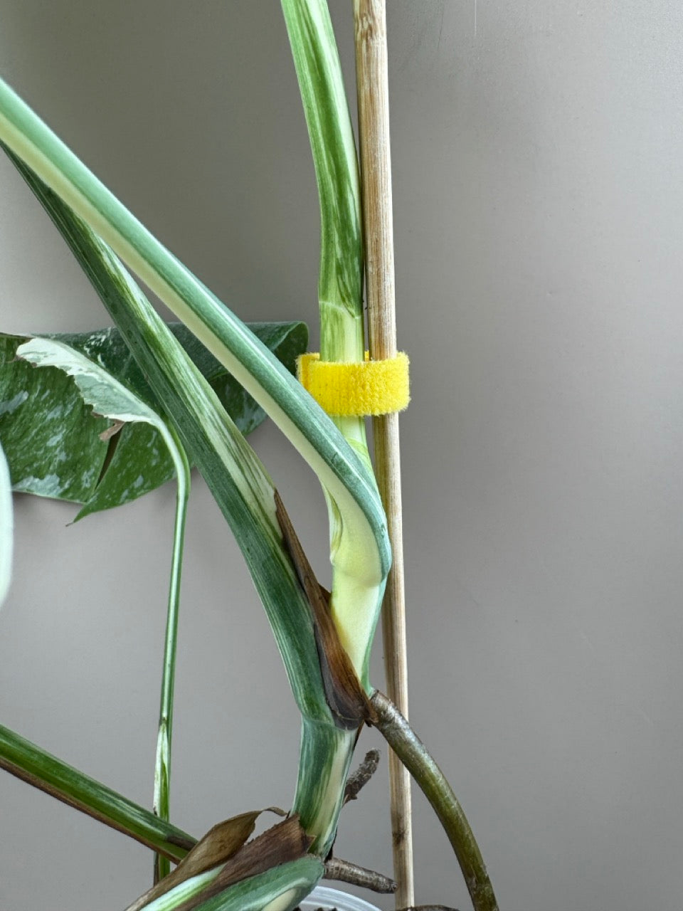 Monstera Variegata / 2. Chance