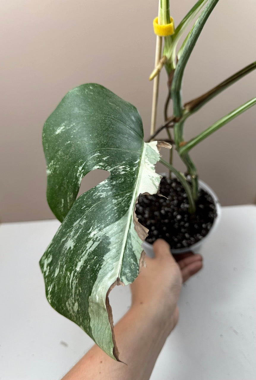 Monstera Variegata / 2. Chance