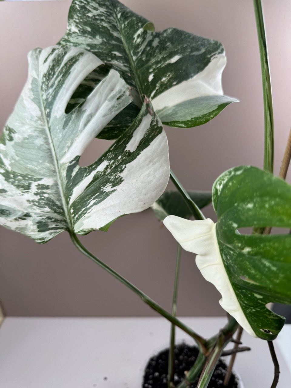 Monstera Variegata / 2. Chance