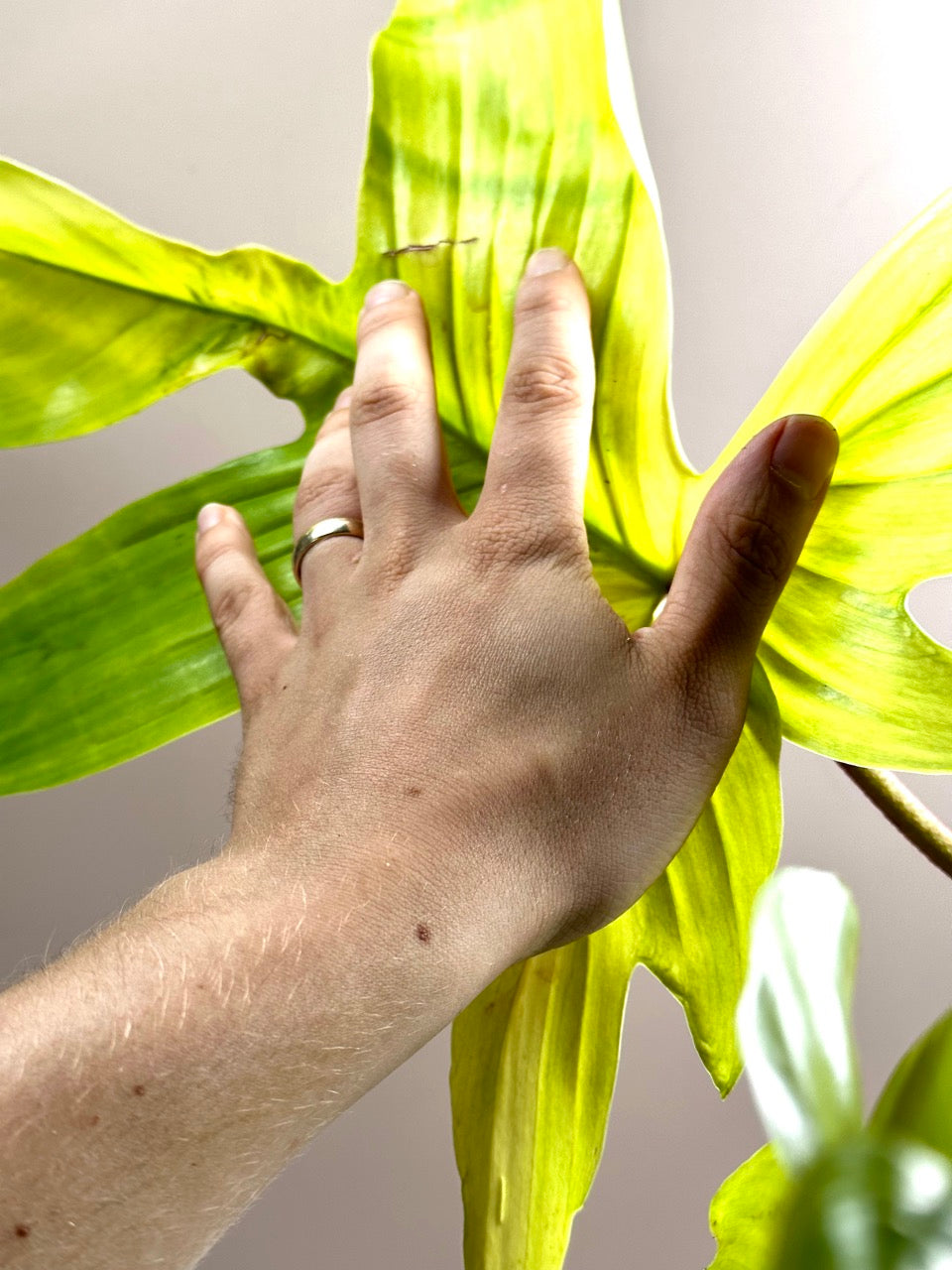 Philodendron Florida Ghost XL