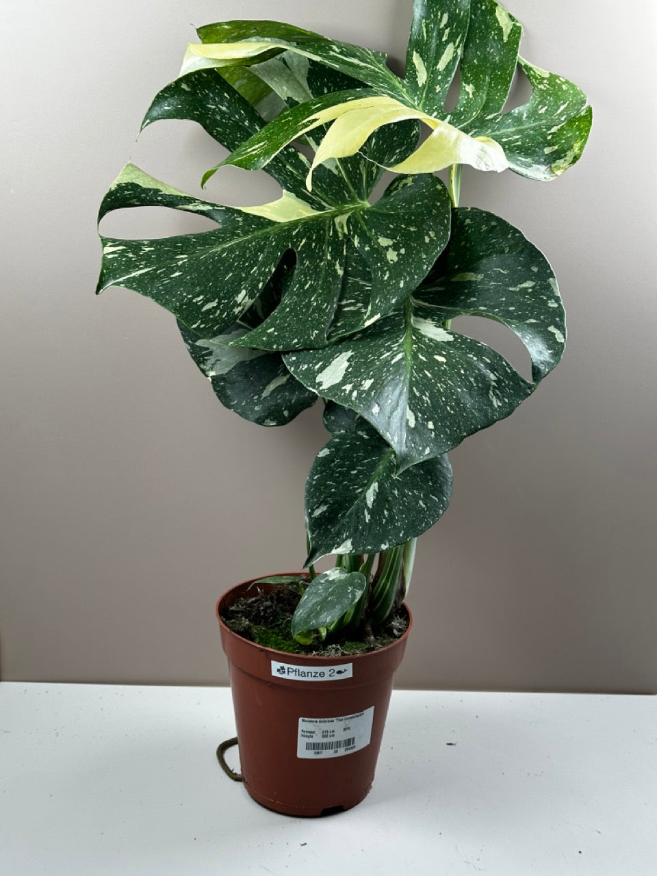 Monstera Thai Constellation - M