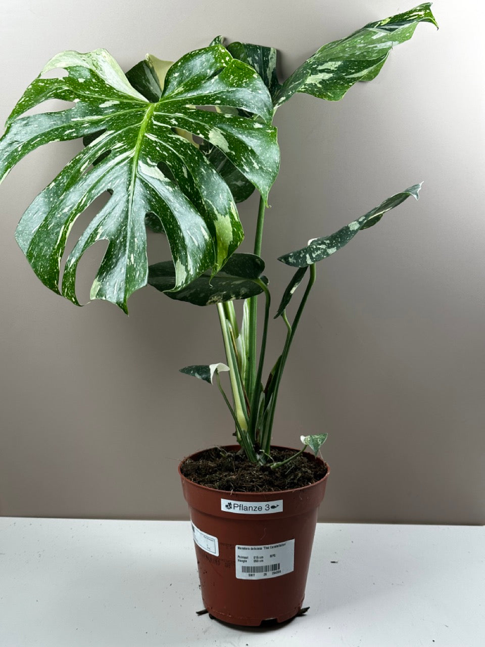 Monstera Thai Constellation - M