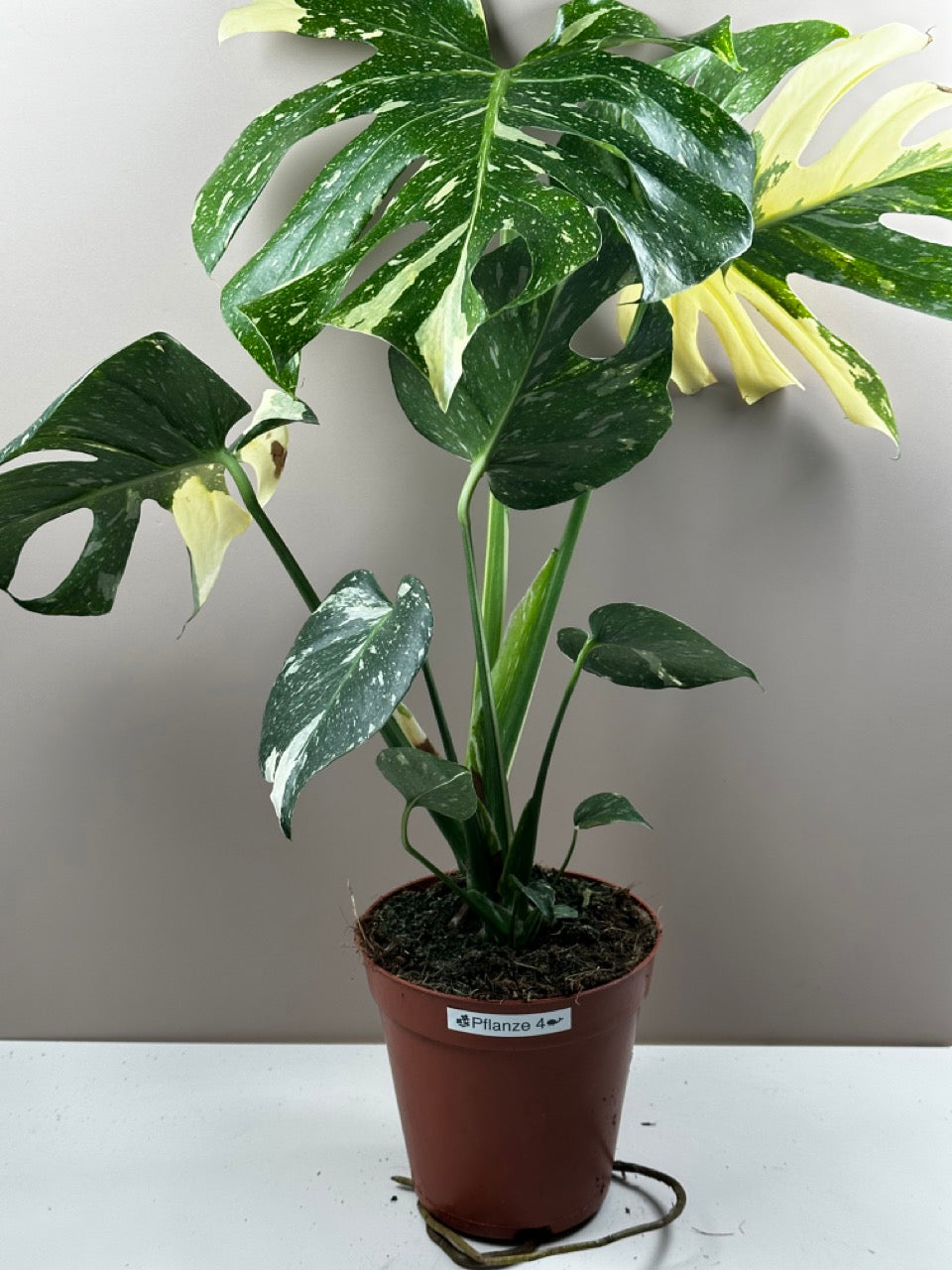 Monstera Thai Constellation - M