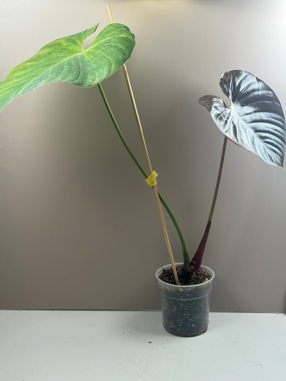 Philodendron Lynamii 2. Chance