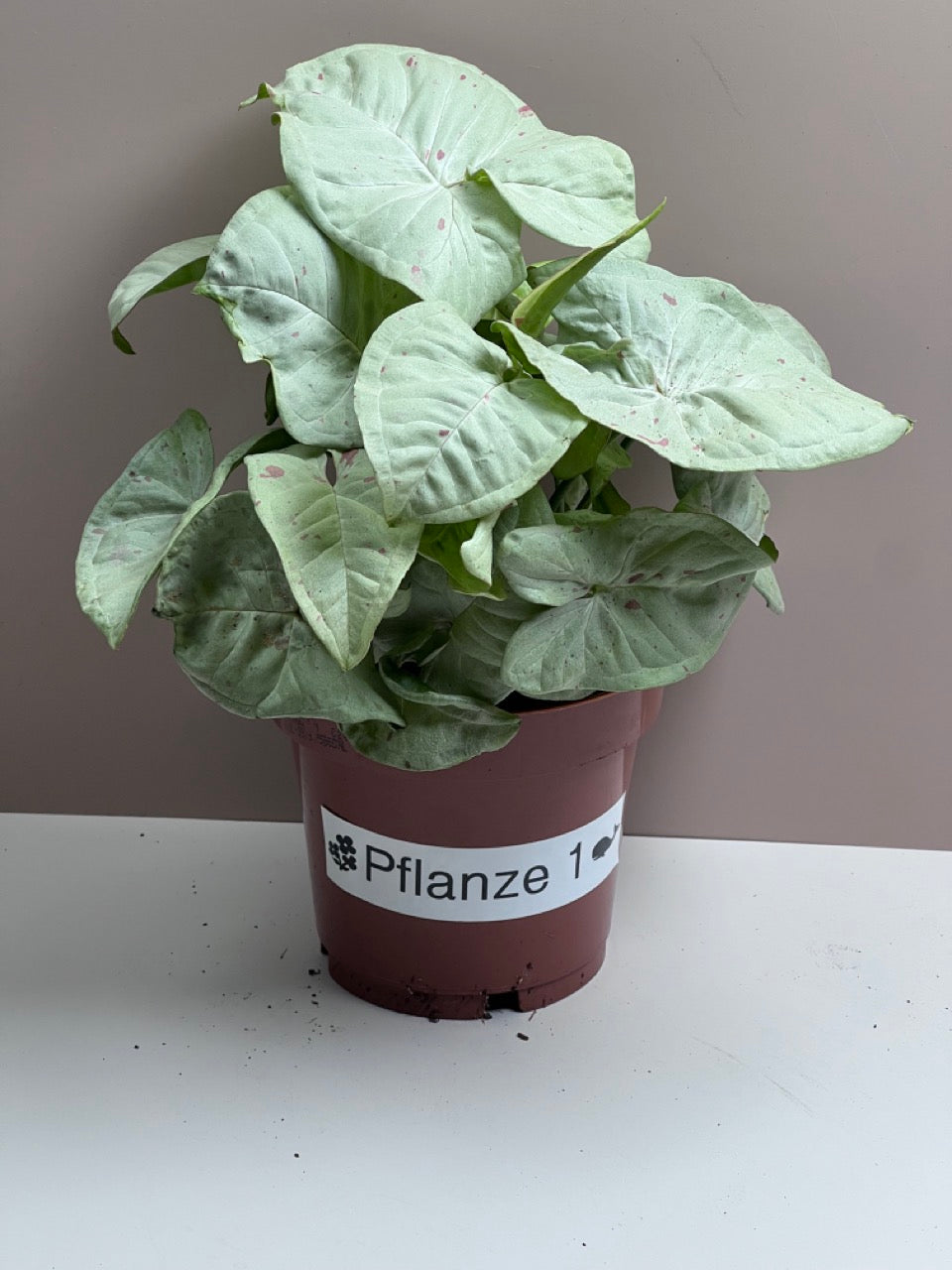 Syngonium Milk Confetti M