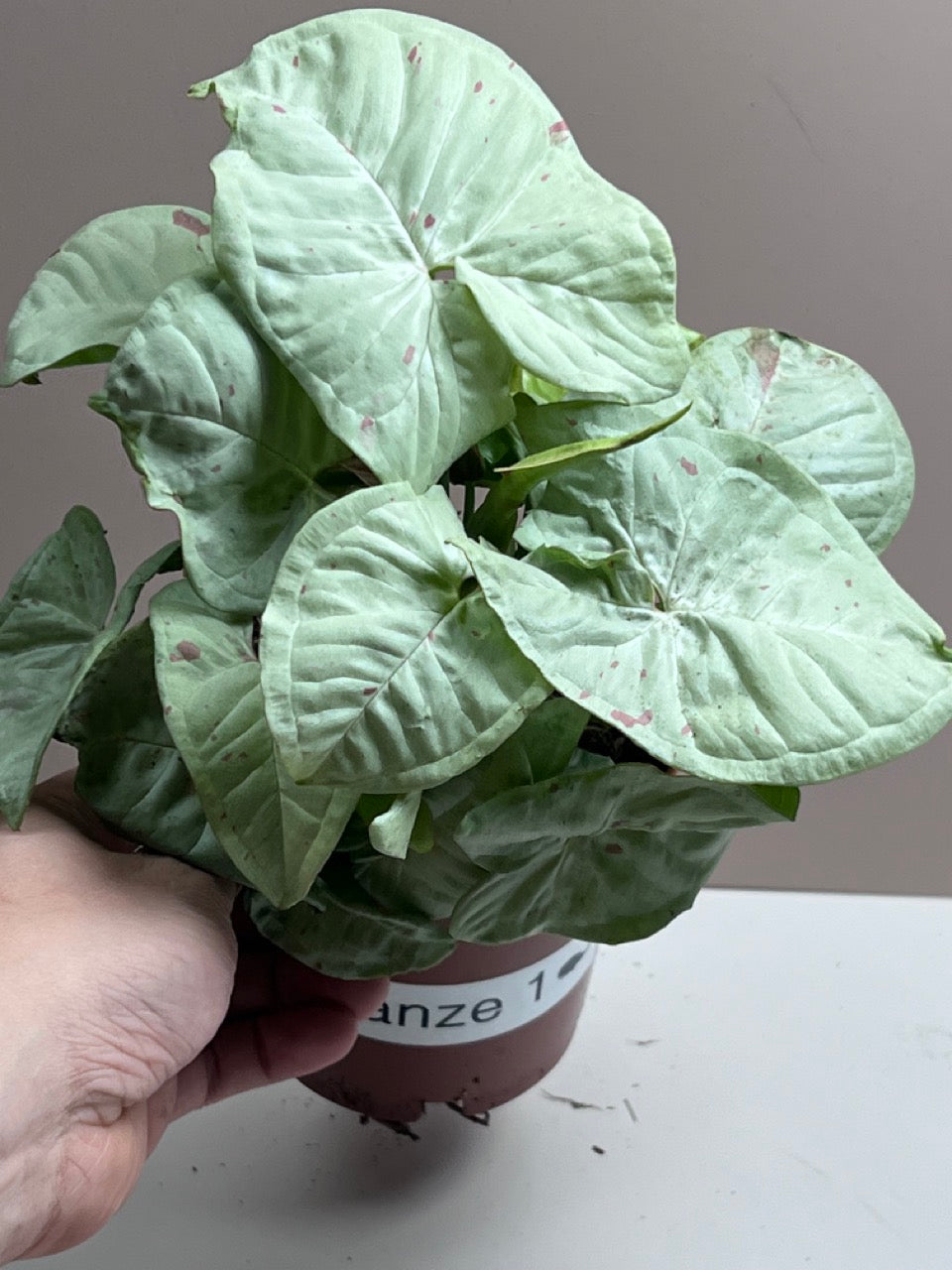 Syngonium Milk Confetti M