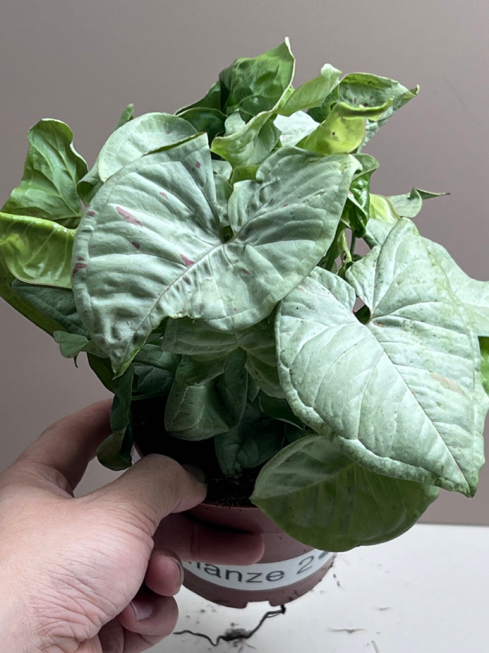 Syngonium Milk Confetti M