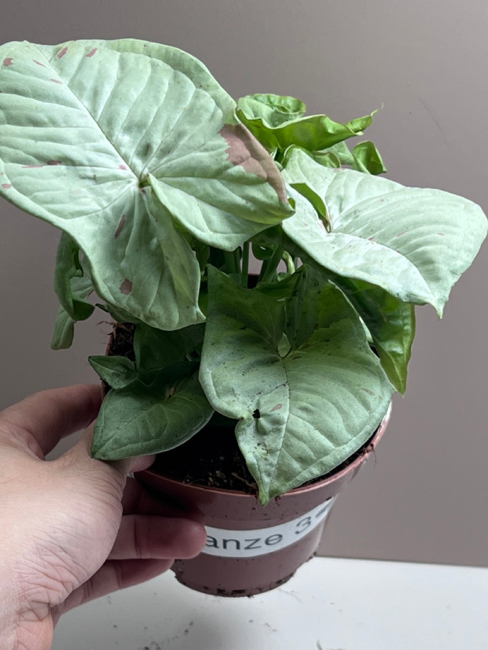 Syngonium Milk Confetti M