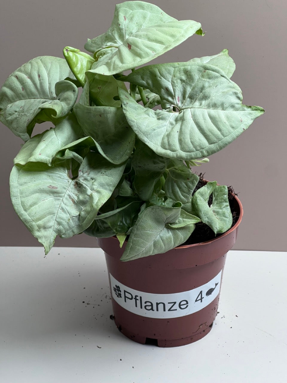 Syngonium Milk Confetti M