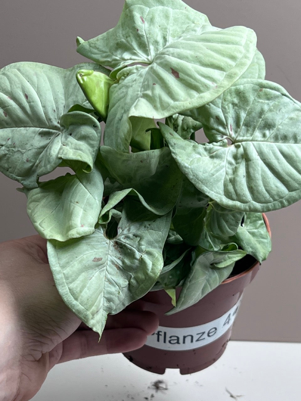Syngonium Milk Confetti M