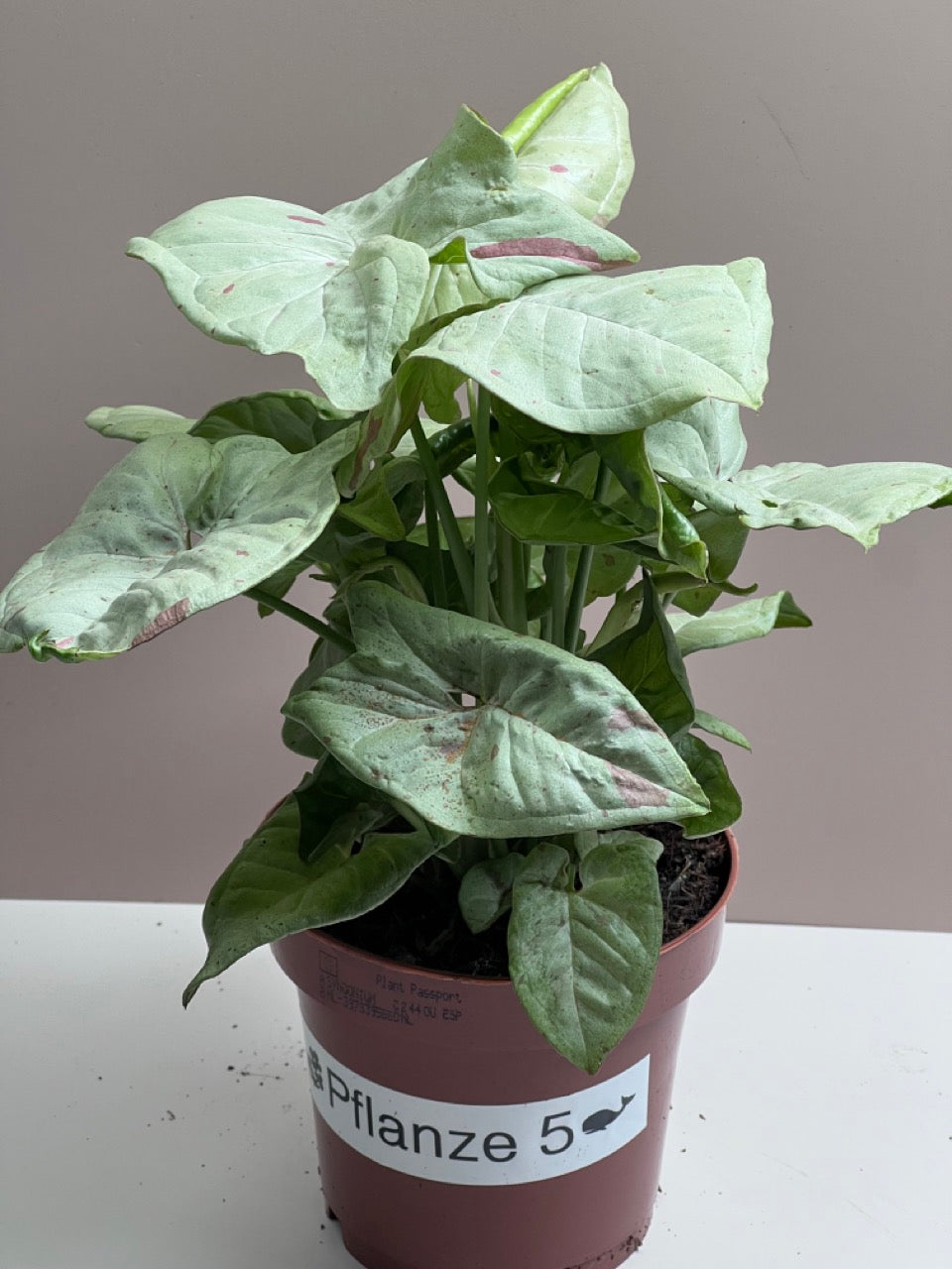 Syngonium Milk Confetti M