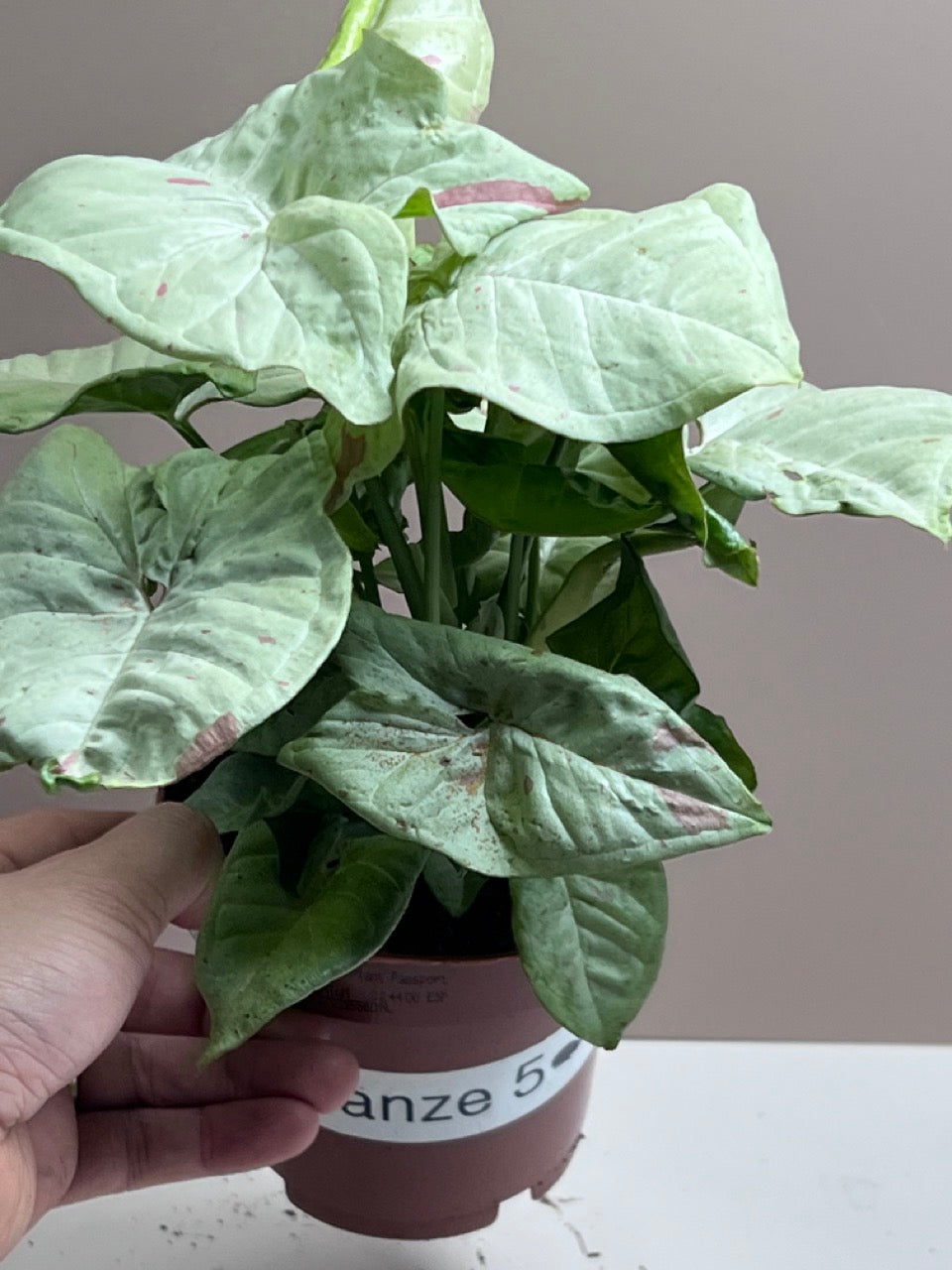 Syngonium Milk Confetti M