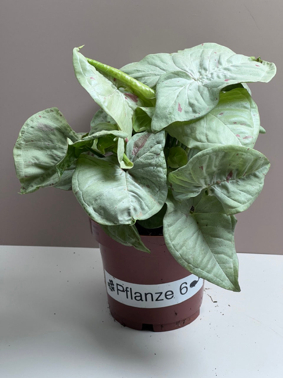Syngonium Milk Confetti M