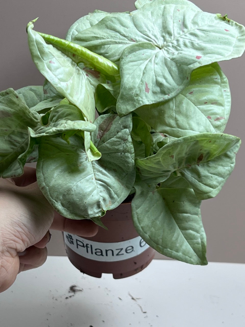 Syngonium Milk Confetti M