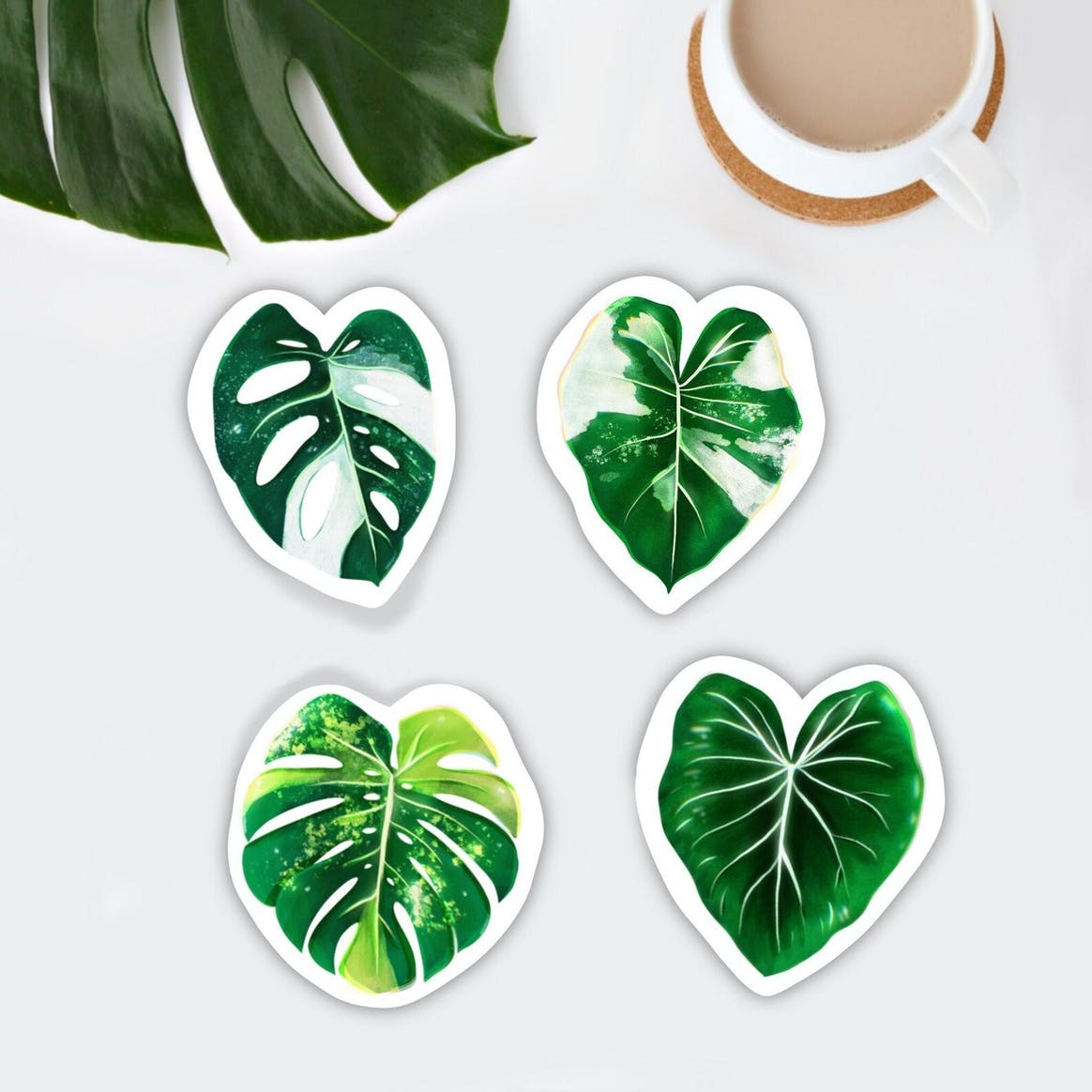 Magnet Set groß - Monstera adansonii variegata, Philodendron Gloriosum, Alocasia variegata, Monstera aurea