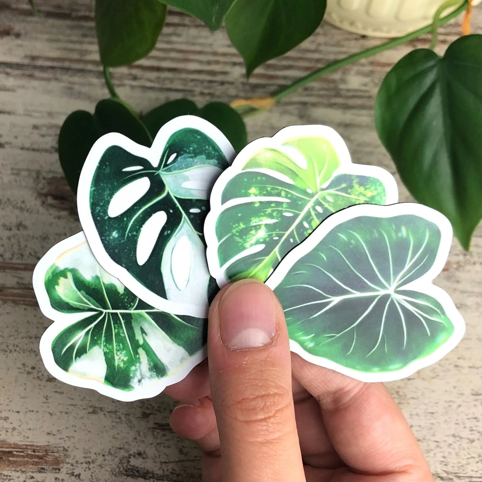Magnet Set groß - Monstera adansonii variegata, Philodendron Gloriosum, Alocasia variegata, Monstera aurea