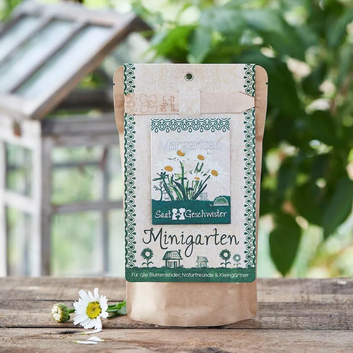 Minigarten - Margeriten