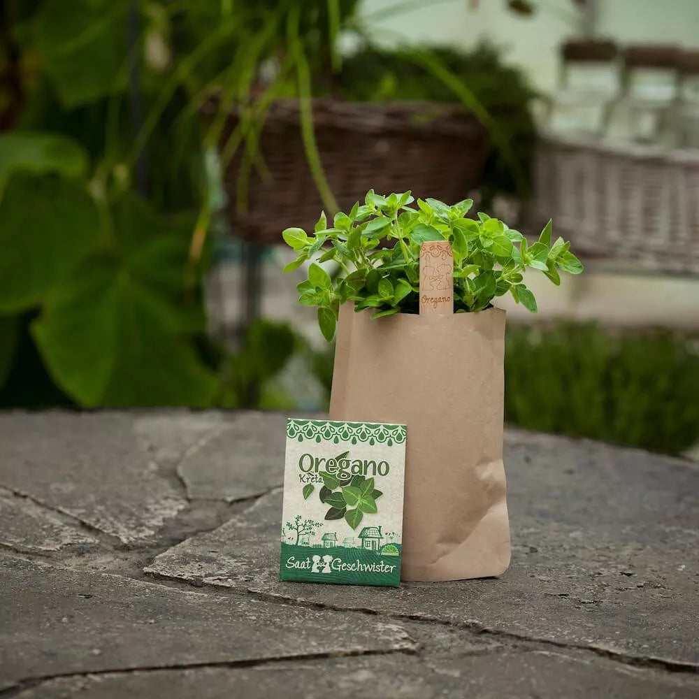 Minigarten / Saatgut - Oregano
