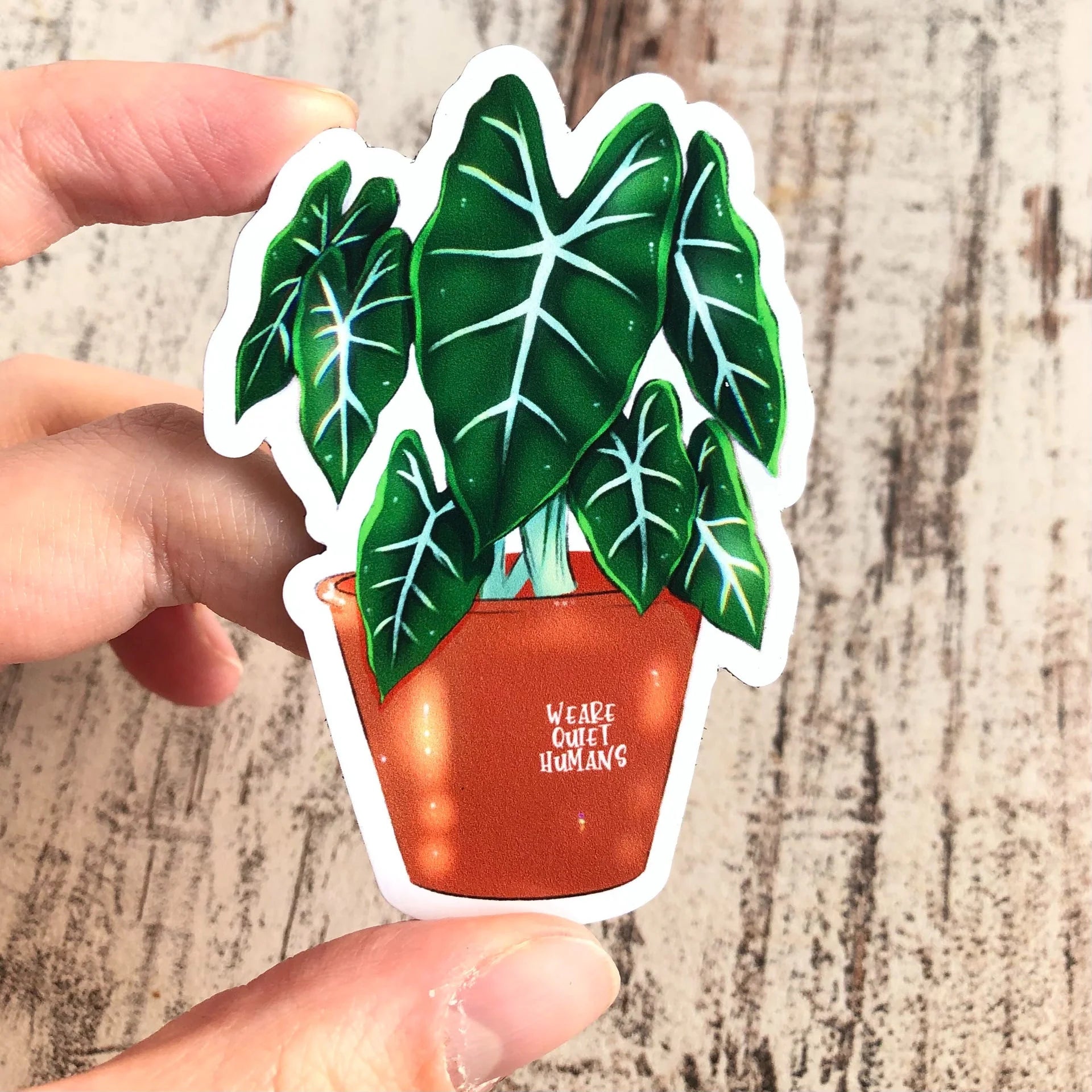Magnet Alocasia Frydek